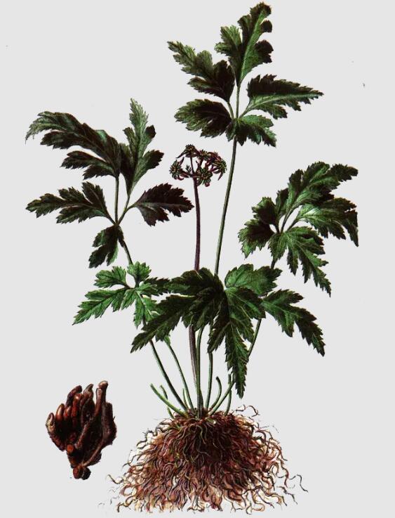 raw material of berberine.jpg raw material of berberine.jpg